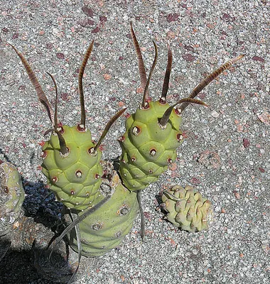 Tephrocactus articulatus