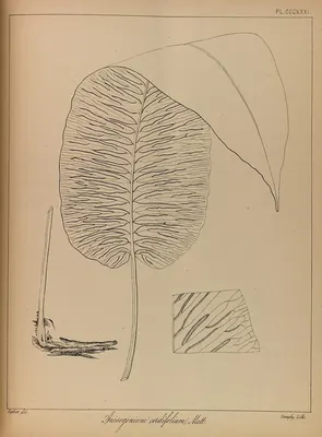 Diplazium cordifolium