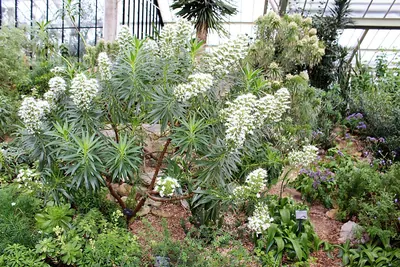 Echium decaisnei