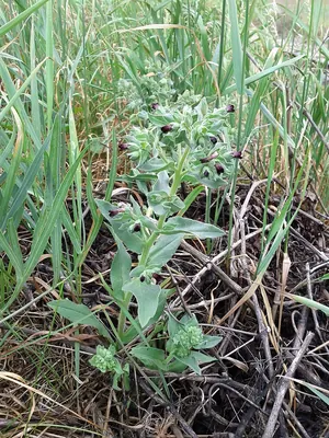 Nonea pulla