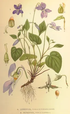 Common dog-violet