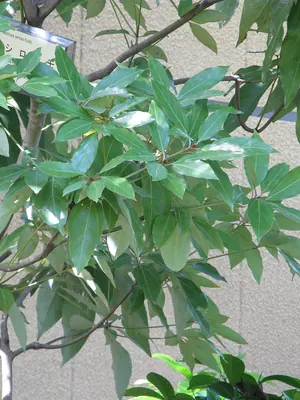 Neolitsea sericea