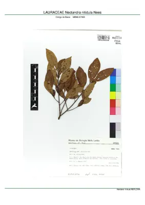 Nectandra nitidula