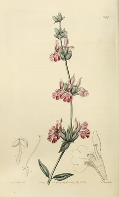 Stachys inflata