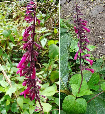 Salvia carnea