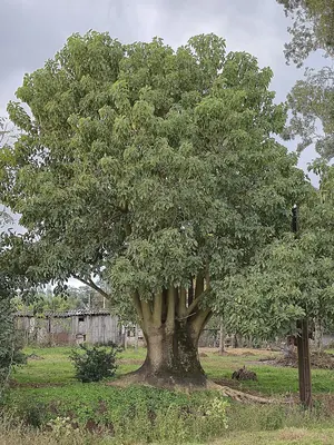 Phytolacca dioica