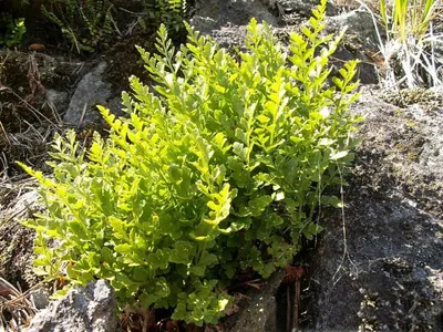 Asplenium cuneifolium