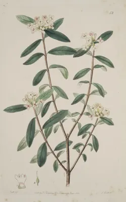 Pimelea drupacea