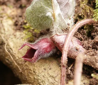 European wild ginger