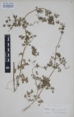Common ramping-fumitory