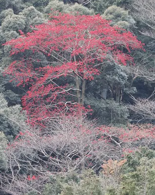 Ilex micrococca