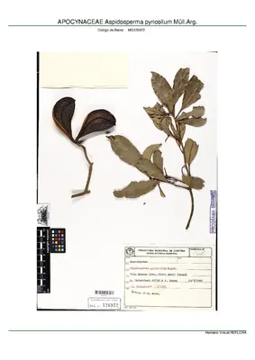 Aspidosperma pyricollum