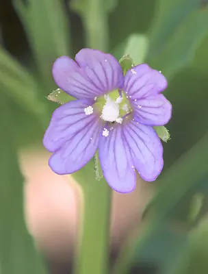 Square-stemmed willowherb