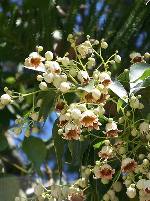 Brachychiton populneus