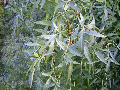 Narrow-leafed Ash