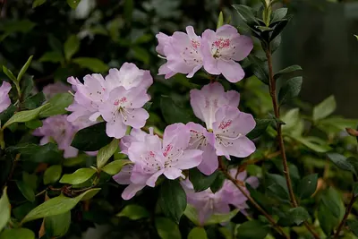 Rhododendron tashiroi