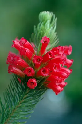 Honeysuckle heath