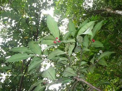 Ardisia cornudentata
