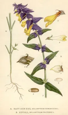 Melampyrum nemorosum