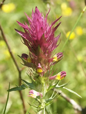 Field cow-wheat