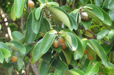 Myristica globosa