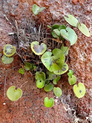 Adiantum reniforme