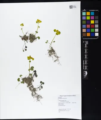 Alternate-leaf golden saxifrage