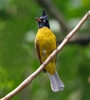 Black-crested Bulbul