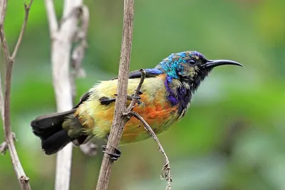 Regal Sunbird