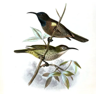 Blue-throated Brown Sunbird