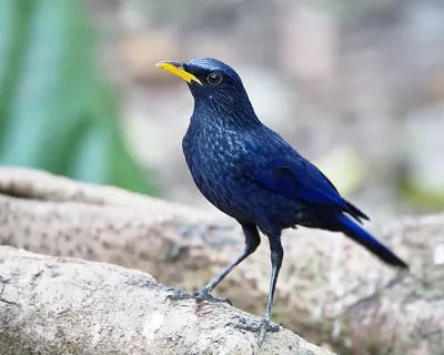 Blue Whistling Thrush