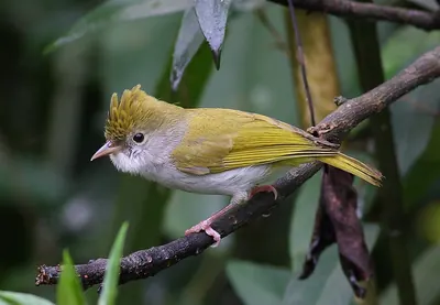 White-bellied Yuhina