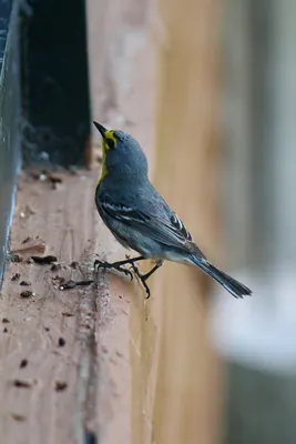 Grace's Warbler