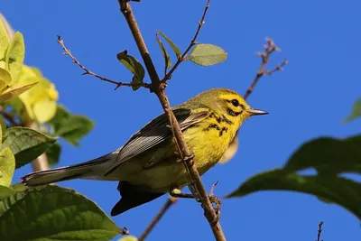 Prairie Warbler