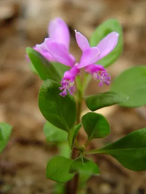 Polygaloides paucifolia