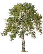 London Plane