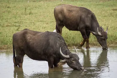 Wild Water Buffalo