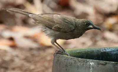 White-gaped Honeyeater
