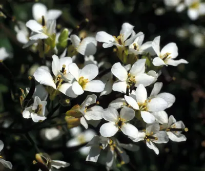 Whitlow grasses