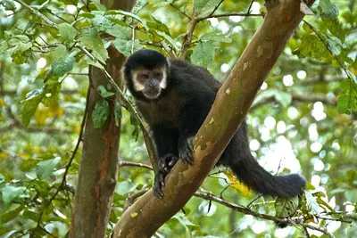 Black-horned Capuchin