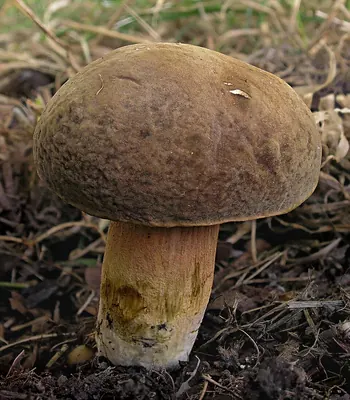 Hortiboletus engelii