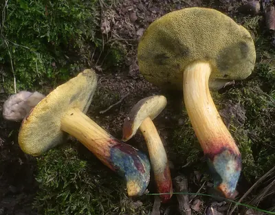 Xerocomellus cisalpinus