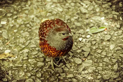 Taiwan Bamboo Partridge