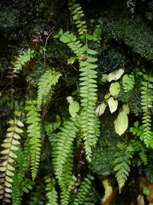 Osmolindsaea odorata