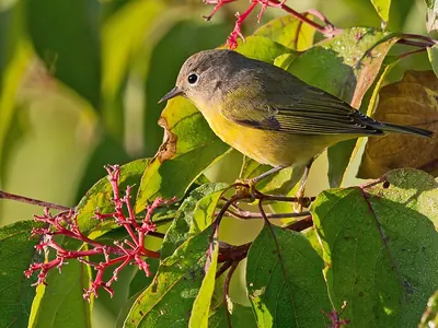 Nashville Warbler