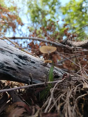 Lentinus arcularius
