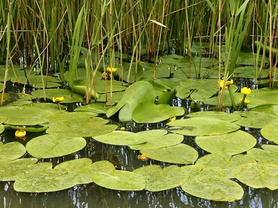 Yellow pondlily