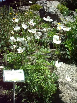 Anemone altaica Fisch. ex C.A.Mey.