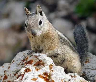 Golden Mantled Ground Squirrel