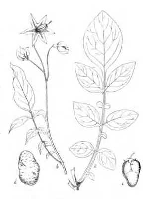 Commerson's nightshade
